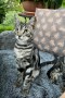 Sally_Sam (5)